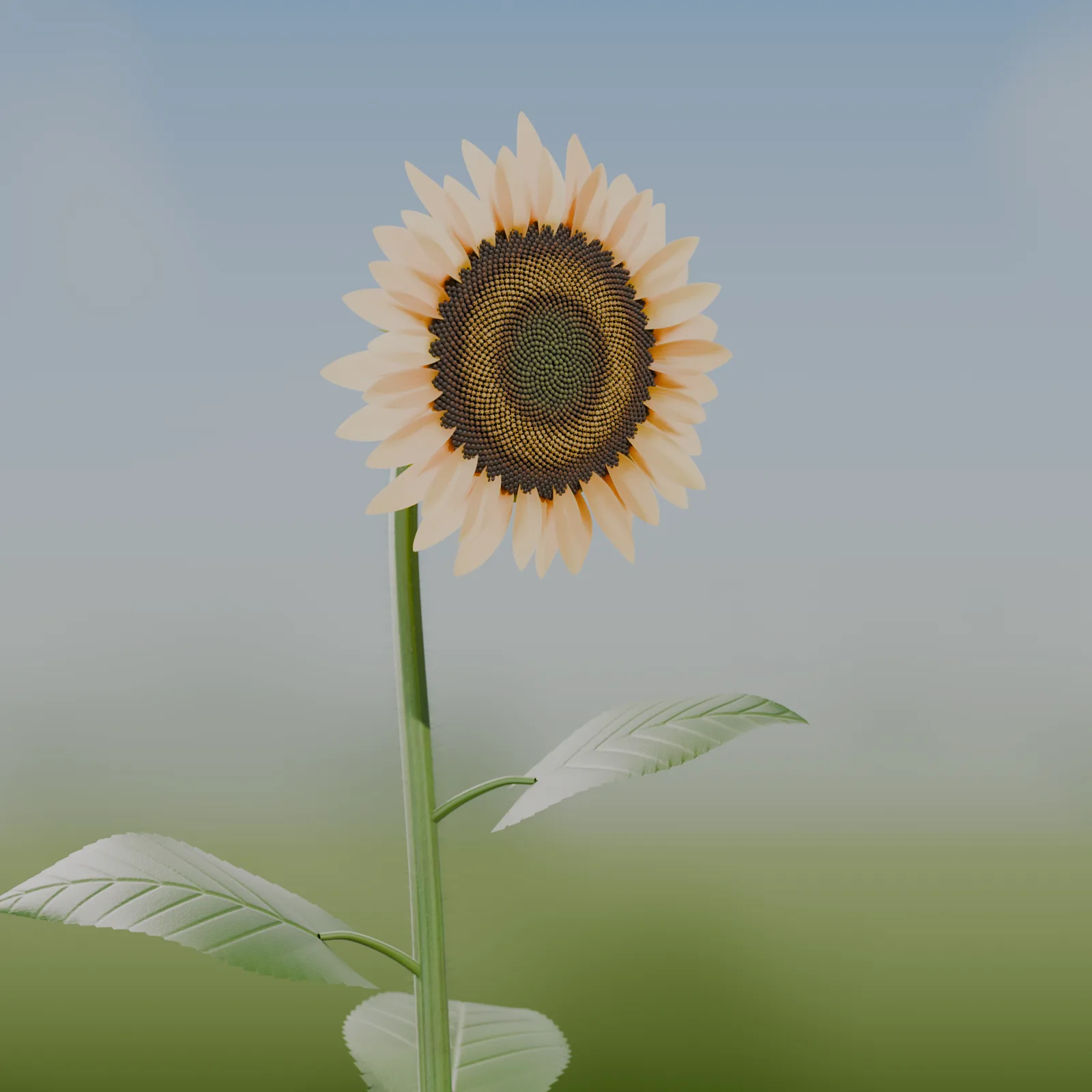 Sonnenblume von Opus: blasse creme-gelbe Blütenblätter, fein gezeichneter Spiralkern, botanisch genaue Blätter, Himmelshintergrund.