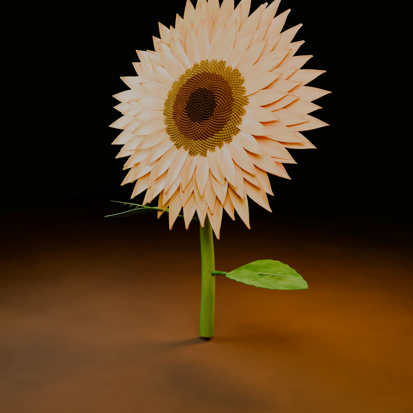 Sonnenblume von Sol: blasse Blütenblätter mit spitzen Enden wie bei einer Gerbera, dunkler Hintergrund.